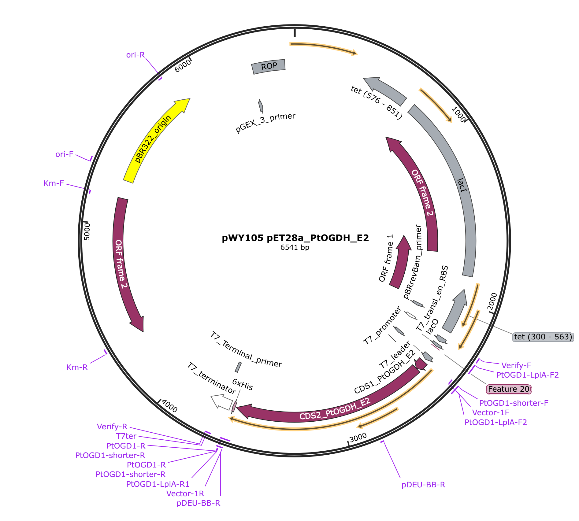 pWY105 pET28a_PtOGDH_E2载体图谱.png